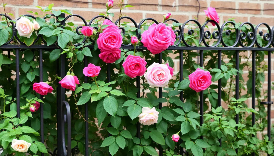 Vintage-Inspired Fence Trellis Ideas with Artistic Vines for a Classic Old-Fashioned Look in 2026 - My Pinbacks