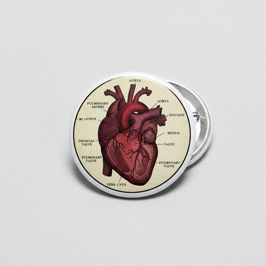 Anatomical human heart diagram pinback button with labeled red heart illustration, silver edge